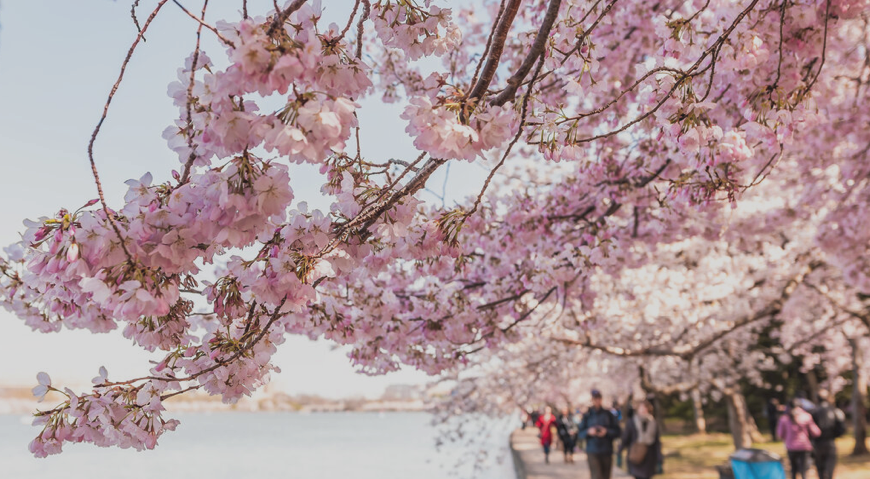 February 24th 2022 – Destination DC – Washington, DC in Spring – Your guide to the National Cherry blossom festival